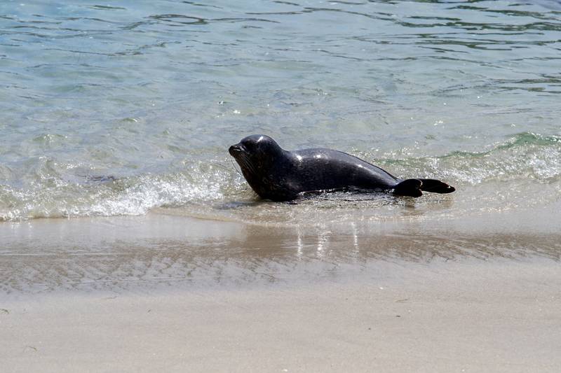 Zeehonden spotten lekker naar zee